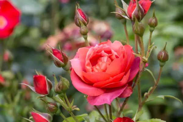 How to grow shrub roses