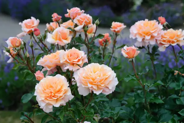 Rose Great Expectations