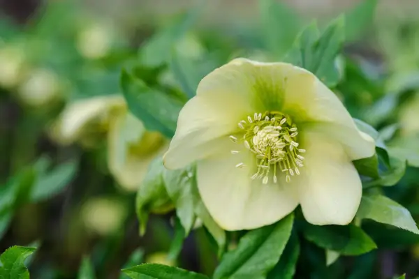 Slug-proof plants - hellebore