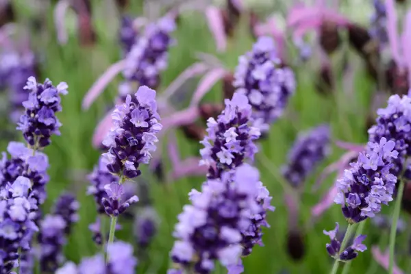 Slug-proof plants - lavender