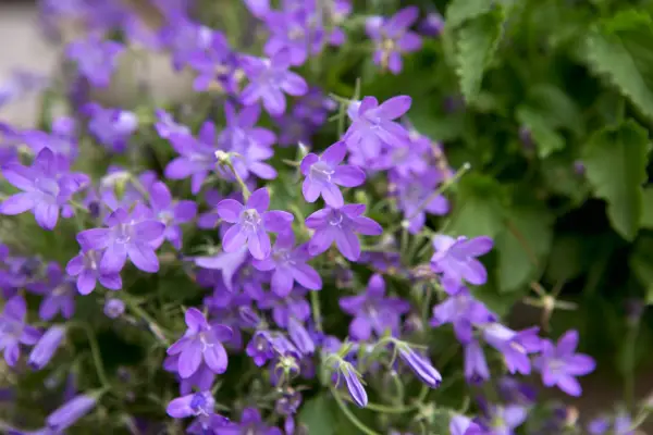 Slug-proof plants - campanula