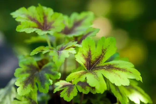 Slug-proof plants - heuchera