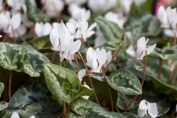 Slug-proof plants - Cyclamen hederifolium