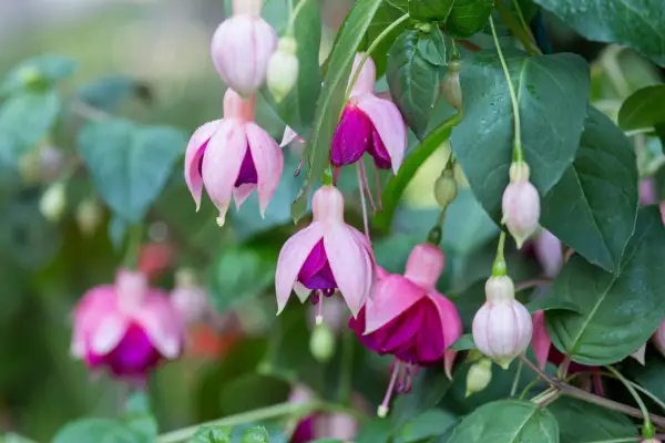 Slug-proof plants - fuchsias