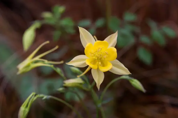 Slug-proof plants - Aquilegia vulgaris var. stellata 