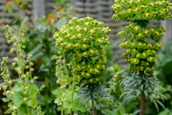 Euphorbia characias subsp wulfenii