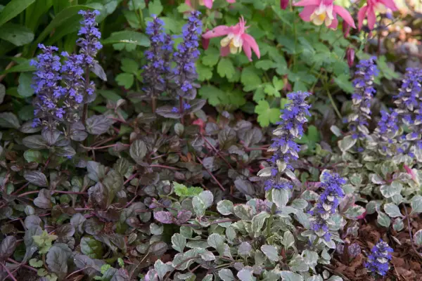 Slug-proof plants - Ajuga reptans
