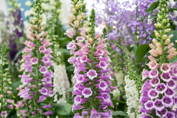 Slug-proof plants - Foxglove, Digitalis purpurea