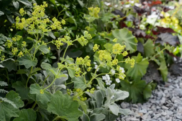 Slug-proof plants - Alchemilla mollis