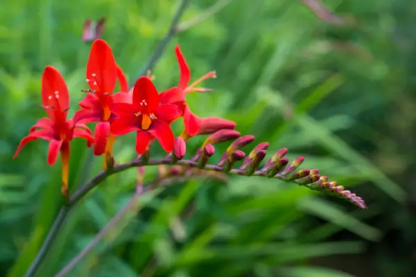 Slug-proof plants - Crocosmia 