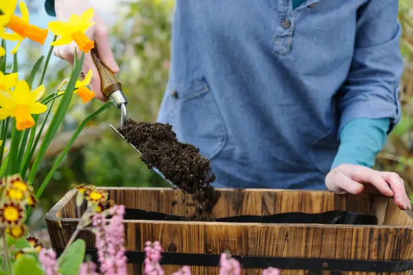 Filling the trough with multi-purpose compost