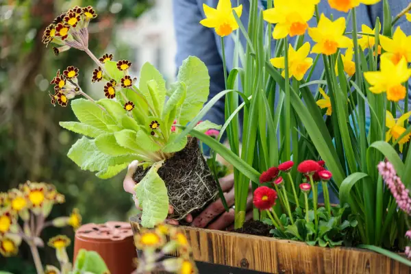Planting the polyanthus