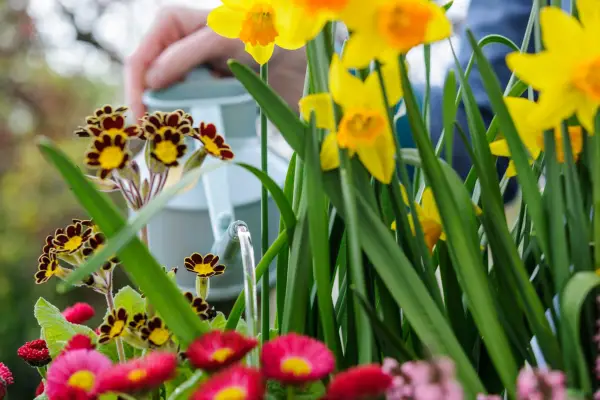 Watering the container