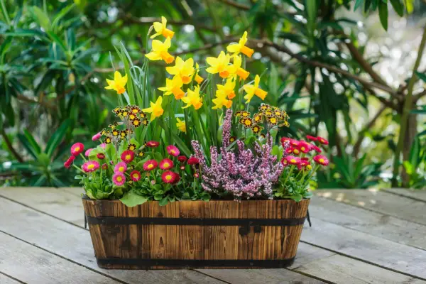 Cum să creezi un container de narcise, Polyanthus și Daisy