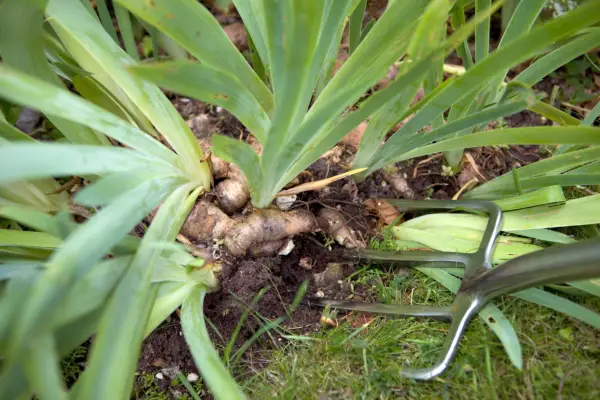 Digging up irises