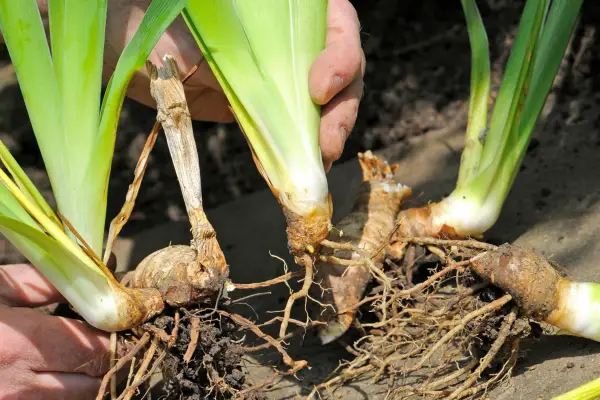 Pulling iris rhizomes apart