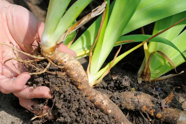 Replanting iris rhizomes