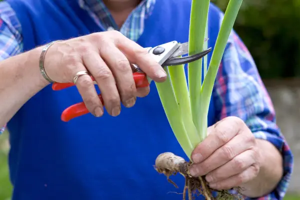 Jak podzielić kłącza tęczówki
