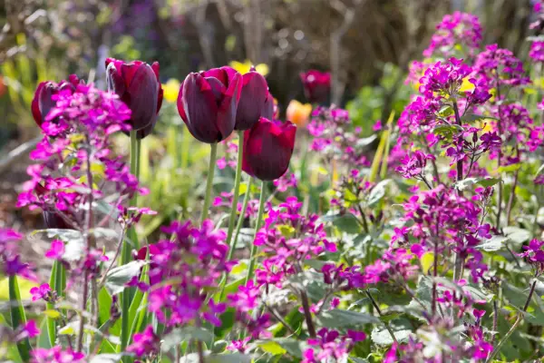 How to grow honesty - honesty growing with tulips