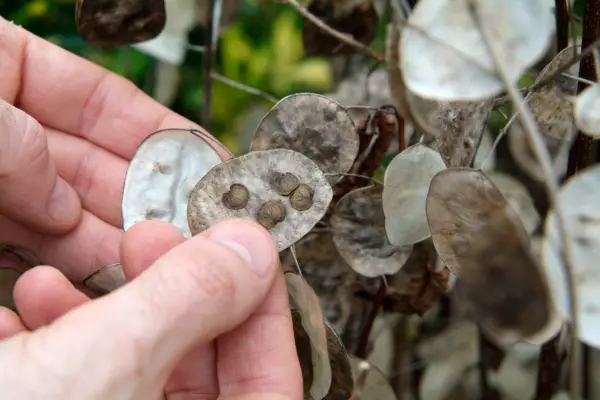 How to grow honesty - honesty seeds ready for sowing