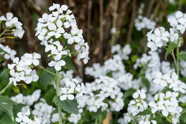 How to grow honesty - honesty varieties to grow