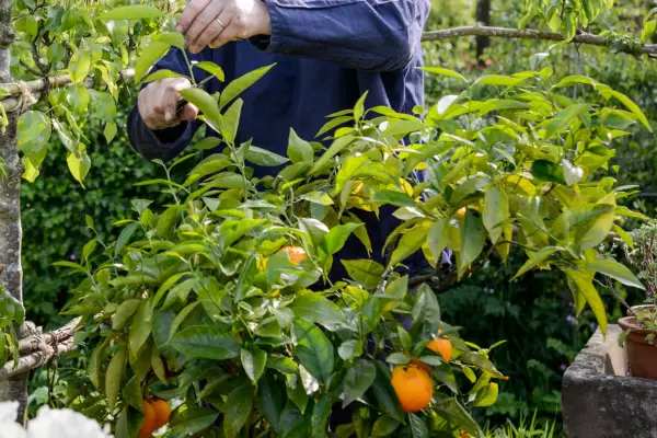 Pruning an orange tree in late spring