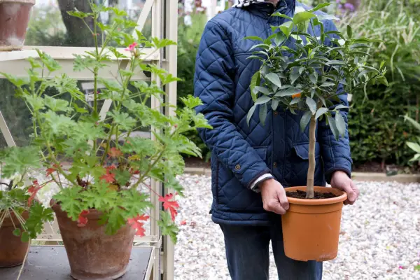 Moving a mandarin into a cool greenhouse for winter
