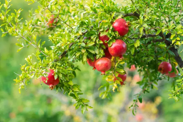 Pomegranates growing on a pomegranate tree