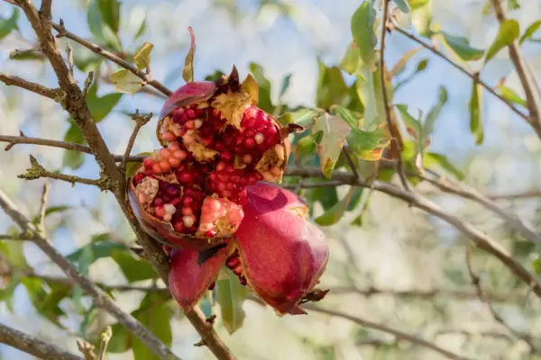 Hvordan man dyrker et granatæble træ