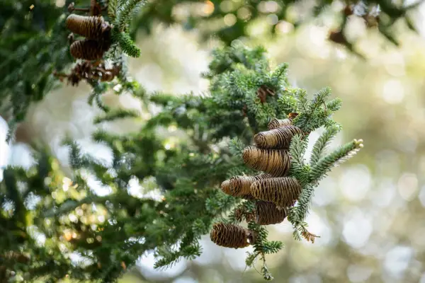 Abies koreana foliage and pine cones