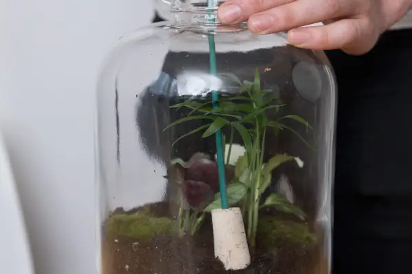 Firming the compost with a cork.