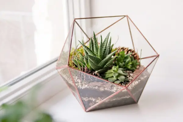 Geometric terrarium. Getty Images