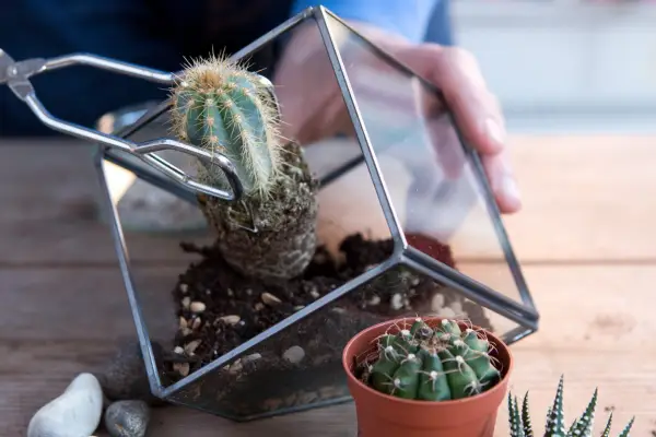 Planting the cacti with kitchen tongs