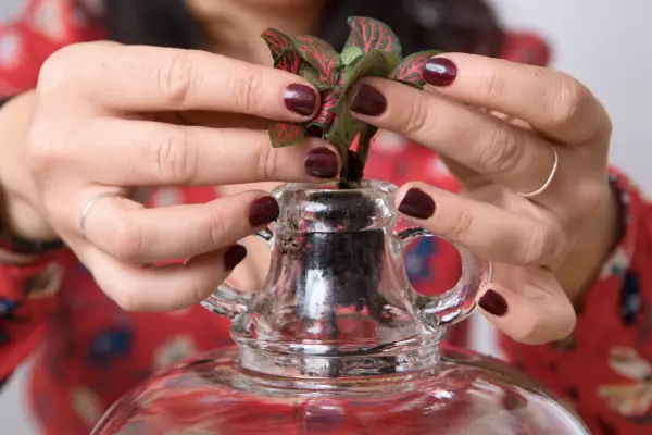 Fold each plant gently and drop inside the jar. Will and Madeleine Taylor