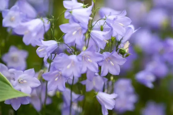 Campanula rotundifolia