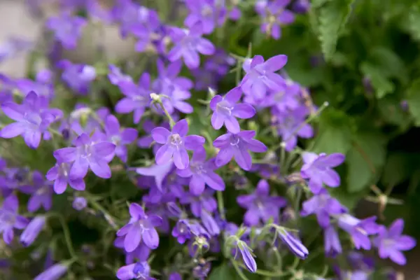 Campanula portenschlagiana