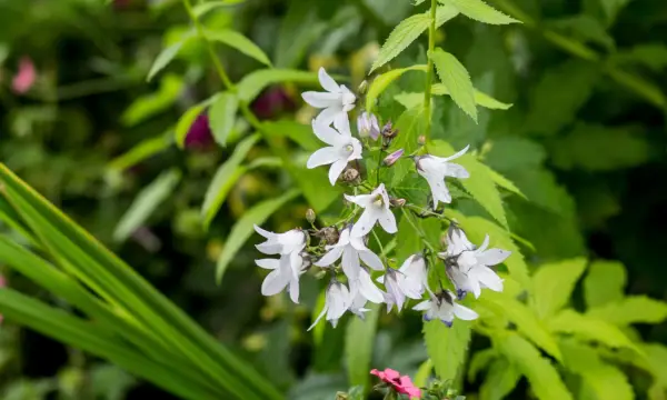 Campanula latifolia var. macrantha 