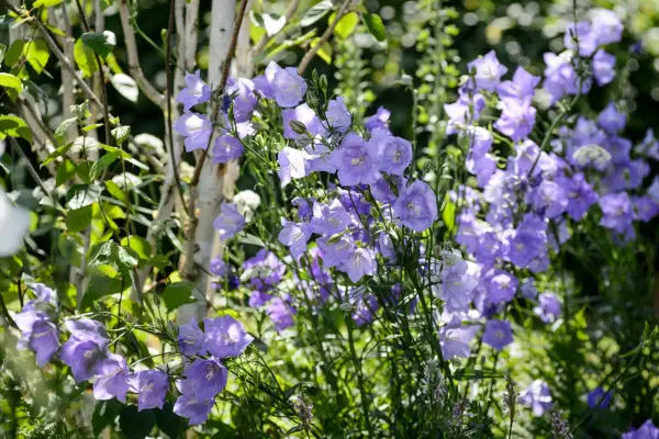 Campanula persicifolia