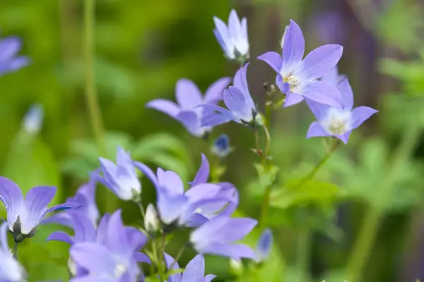 Campanula lactiflora 