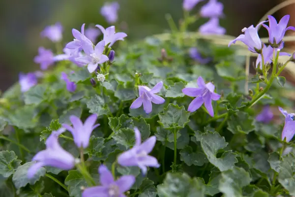 Campanula poscharskyana