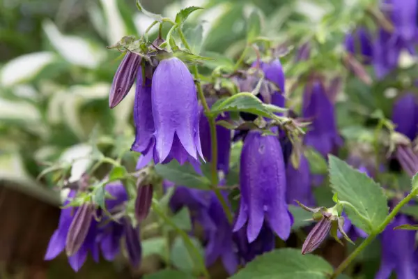 Campanula 