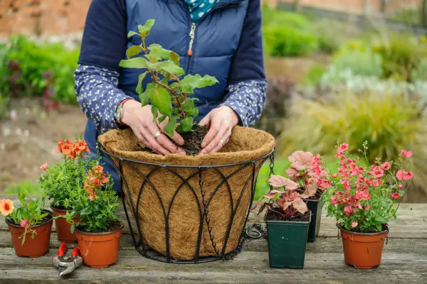 How to create a summer hanging basket -planting the taller plants