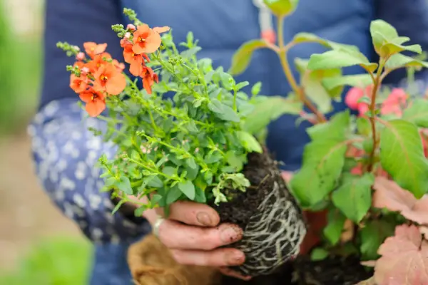 How to create a summer hanging basket -planting trailing plants