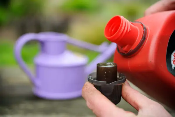 How to create a summer hanging basket - feeding the plants