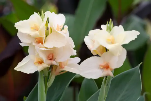 Cream-orange flowers of canna 