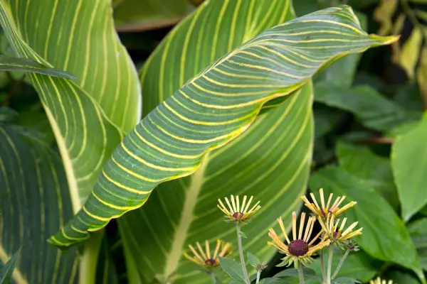 Yellow-striped green leaves of canna 