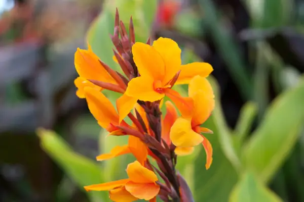Orange-gold flowers of canna 