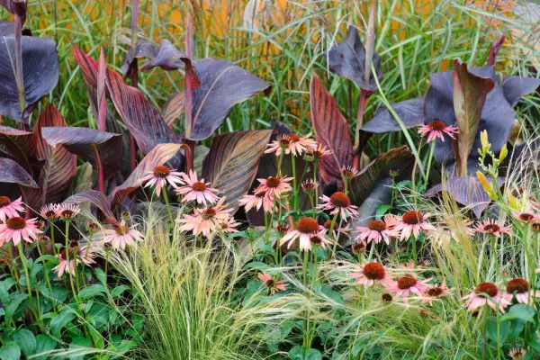 How to grow cannas - where to plant cannas