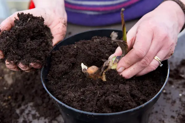 How to grow cannas - planting a canna rhizome