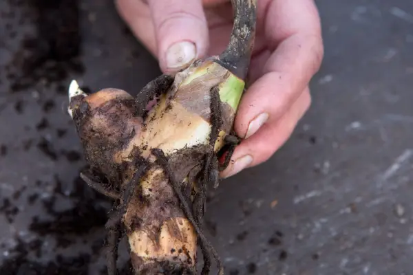 How to grow cannas - canna rhizome